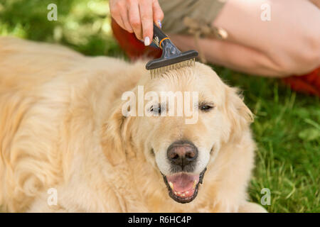 Eigentümer pflegen Ihr erwachsener Hund Stockfoto