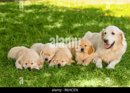 Golden Retriever Familie im Freien Stockfoto