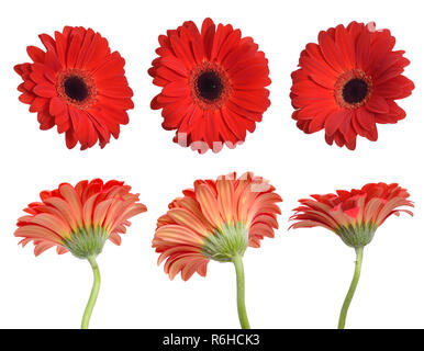 Rote Gerbera Blumen. Isoliert. Stockfoto