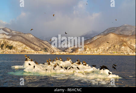 Rausu Japan Landschaft mit Seeadler Haliaeetus pelagicus der Steller oder im Winter Migration Stockfoto