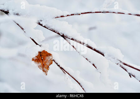 Frisch nassen Schnee auf Zweigen festhalten, Greater Sudbury, Ontario, Kanada Stockfoto