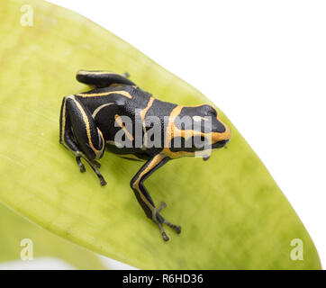 Kleine poison dart Frog, Ranitomeya fantastica Vernetztem aus dem tropischen Regenwald von Peru. Eine schöne kleine Frosch auf einem Blatt isoliert auf Weiss.