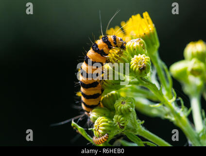 Eine Makroaufnahme eines Zinnober motte Caterpillar verschlingende ein Ragwort blühen. Stockfoto