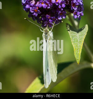 Eine Makroaufnahme eines kleinen weißen Schmetterling Fütterung von einem Schmetterling Bush blühen. Stockfoto