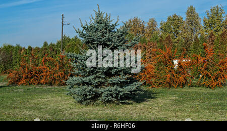 Mehrere Sanddorn Bäume mit Weihnachtsbaum vor Ihnen Stockfoto