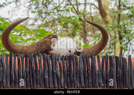 Buffalo Horn trocknen Festlegung auf einen hölzernen Lattenzaun im Amboseli Nationalpark in Kenia Stockfoto