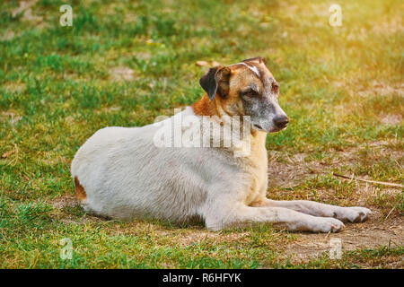 Straße Hund auf dem Boden Stockfoto