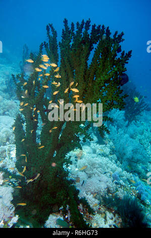 Schwarze Schale Coral (tubastrea micranthus) Stockfoto