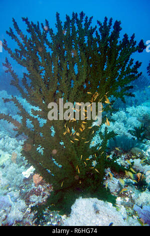 Schwarze Schale Coral (tubastrea micranthus) Stockfoto