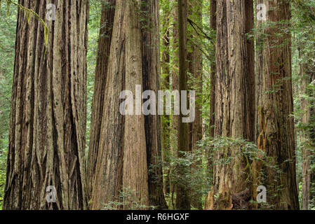 Riesigen Redwood Bäumen entlang Cal Barrel Road im Prairie Creek Redwoods State Park, Kalifornien. Stockfoto