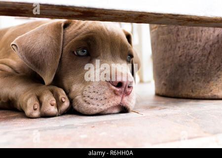 Nasse Nase des Welpen Grube Stier Terrier Hund Stockfoto