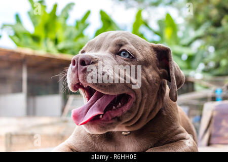 Bemitleidenswerten Grube Stier Terrier Hund Stockfoto