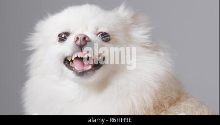 Weiß pomeranian Hund wütend Stockfoto