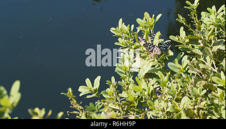 Schmetterling auf Pflanzen und Wasser Teich Stockfoto