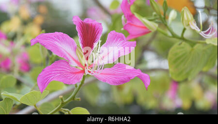 Rosa bauhinia Blume Stockfoto