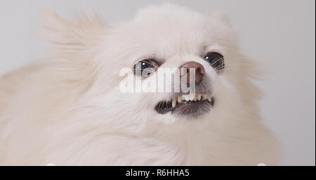 Bellen pomeranian Hund Stockfoto