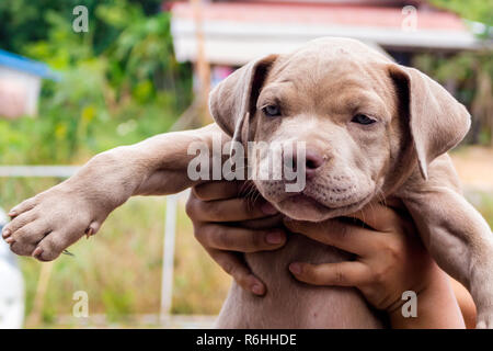 Bemitleidenswerten Grube Stier Terrier Hund im Käfig Stockfoto