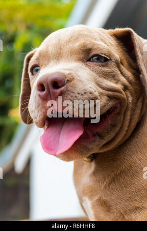 Welpen Grube Stier Terrier Hund ist etwas beobachten Stockfoto