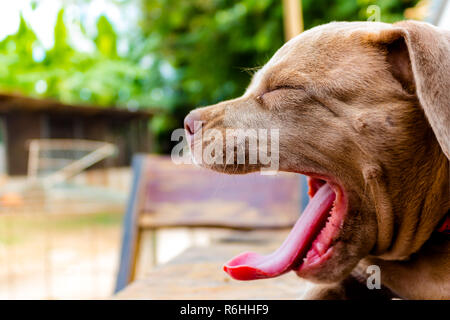 Welpen Grube Stier Terrier Hund ist etwas beobachten Stockfoto