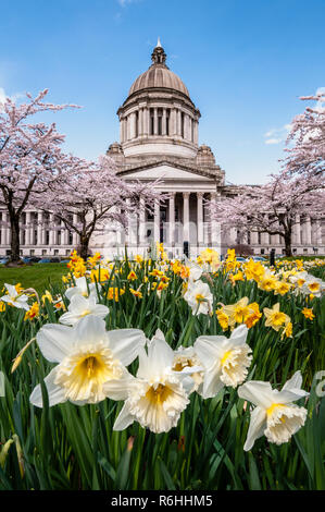 State Capitol Legislative Building mit blühenden Narzissen und Kirschbäume in Olympia, Washington. Stockfoto