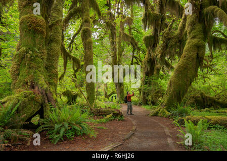 Hall der Moose Trail, Hoh Regenwald, Olympic National Park, Washington. Stockfoto