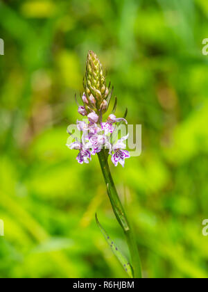 Gemeinsame getupft Orchidee (Dactylorhiza fuchsii) Stockfoto