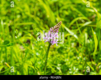 Gemeinsame getupft Orchidee (Dactylorhiza fuchsii) Stockfoto