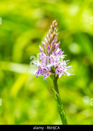 Gemeinsame getupft Orchidee (Dactylorhiza fuchsii) Stockfoto