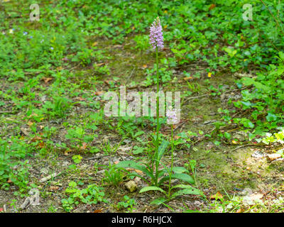 Gemeinsame getupft Orchidee (Dactylorhiza fuchsii) Stockfoto