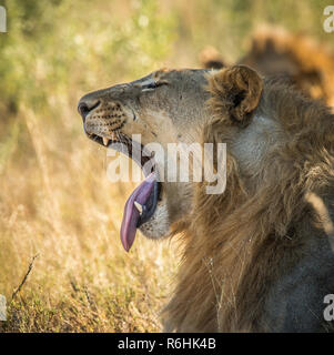 Nahaufnahme Bild einer Mail lion luing im Gras Stockfoto