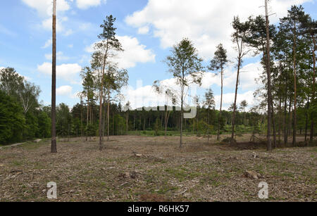 Wald in Osteuropa, Polen Stockfoto