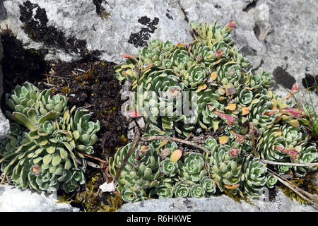 Sempervivum Pflanzen zwischen den Felsen in den Bergen, Montenegro. Stockfoto