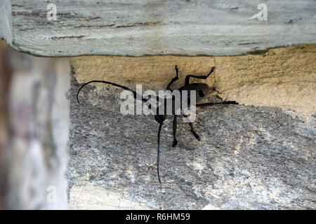 Große schwarze Käfer mit langen Antennen nicht die Wand. Stockfoto