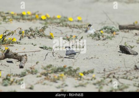 Ein Kalifornien mindestens Tern (Sterna antillarum browni), bereitet die Flucht aus ihren Nistplatz im Del Mar Beach in Camp Pendleton, Kalifornien, USA, 19. Mai 2017 zu nehmen. Am 19. Mai 2017 in den USA und Wildnis-service beobachten, gefährdete Arten, um die nationalen Anstrengungen zur Erhaltung bedrohter Arten und unserer Nation zum Schutz ihrer Lebensräume zu erkennen. Stockfoto