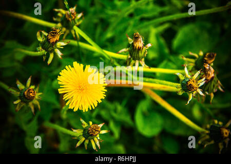Gelber Löwenzahn Blume in einer grünen Wiese Stockfoto