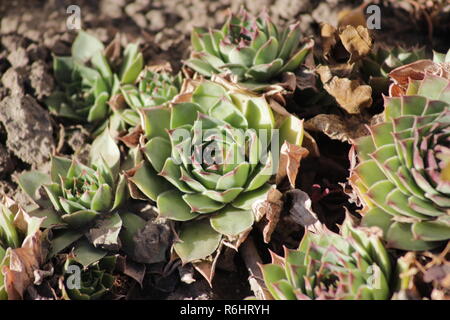 Pflanzen im Garten Stockfoto