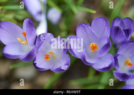 Crocus tomasinianus, Iridaceae - Lila miniatur Krokusse im späten Winter Stockfoto