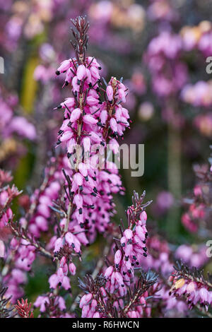 Erica x darleyensis 'Kramer's Rote', Ericaceae - purple flower Heather, Nahaufnahme der Blütenstände, Ende Winter Stockfoto