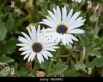 Blue-eyed African Daisy-Arctotis stoechadifolia (Asteraceae) - weiße daisy flowers mit markanten blauen Zentrum auf langen Stielen Stockfoto