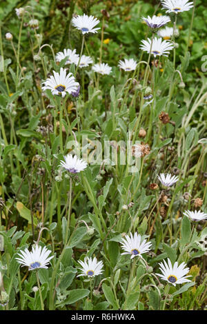 Blue-eyed African Daisy-Arctotis stoechadifolia (Asteraceae) - weiße daisy flowers mit markanten blauen Zentrum auf langen Stielen Stockfoto