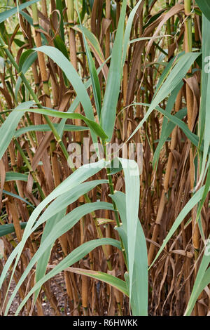 - Arundo Donax Pfahlrohr (Poaceae) kultivierten Pflanzen zeigen junge Stiele und Blätter Stockfoto