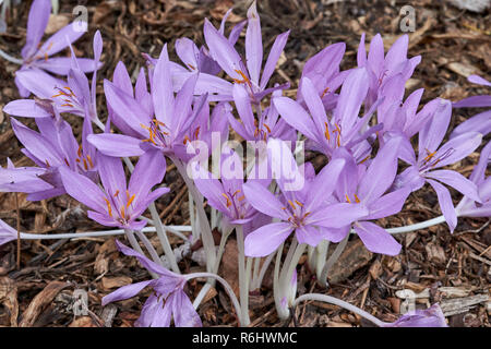 Herbstzeitlose, Herbst Crocus-Colchicum byzantinum (colchicaceae) - Cluster von lila Blumen im Schatten wachsenden Stockfoto