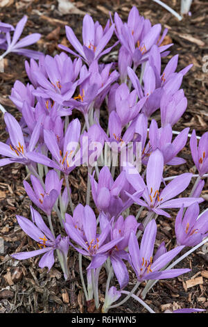 Herbstzeitlose, Herbst Crocus-Colchicum byzantinum (colchicaceae) - Cluster von lila Blumen im Schatten wachsenden Stockfoto