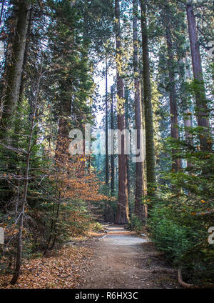 Pfad durch Sturz oder Herbst Kiefer, Hartriegel, und gigantischen Sequoia Redwood Tree Forest in der kalifornischen Sierra Nevada. Stockfoto