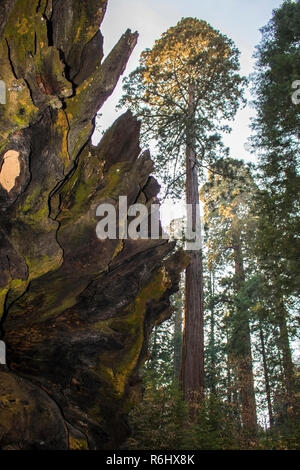 Gefallenen Wurzeln und ständigen reifer Baum kontrastierenden Beispiele von gigantischen Sequoia Redwood Bäume in der kalifornischen Sierra Nevada. Stockfoto