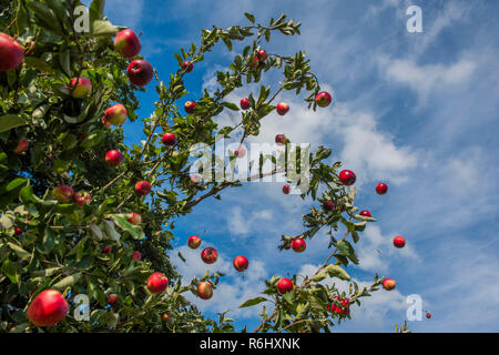 Apple Ernte, 5. September 2018 Stockfoto