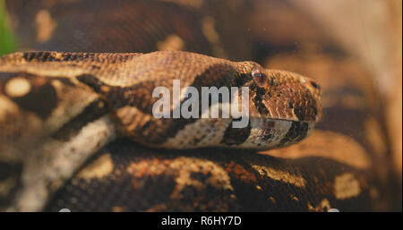 Eunectes murinus Nahaufnahme Stockfoto