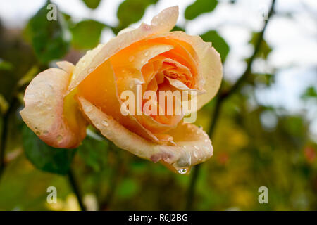 Alte Rose verwelkt Stockfoto
