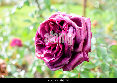 Alte Rose verwelkt Stockfoto