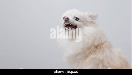 Weiß pomeranian Hund wütend Stockfoto